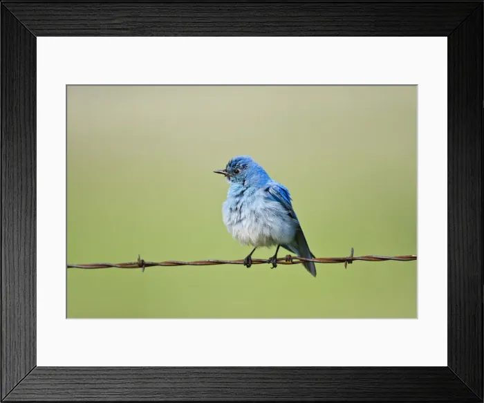 Framed Print : DDE-90039757 Framed Print : DDE-90039757