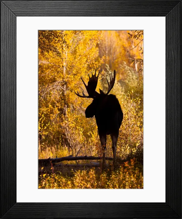 Framed Print : DDE-90039761 Framed Print : DDE-90039761