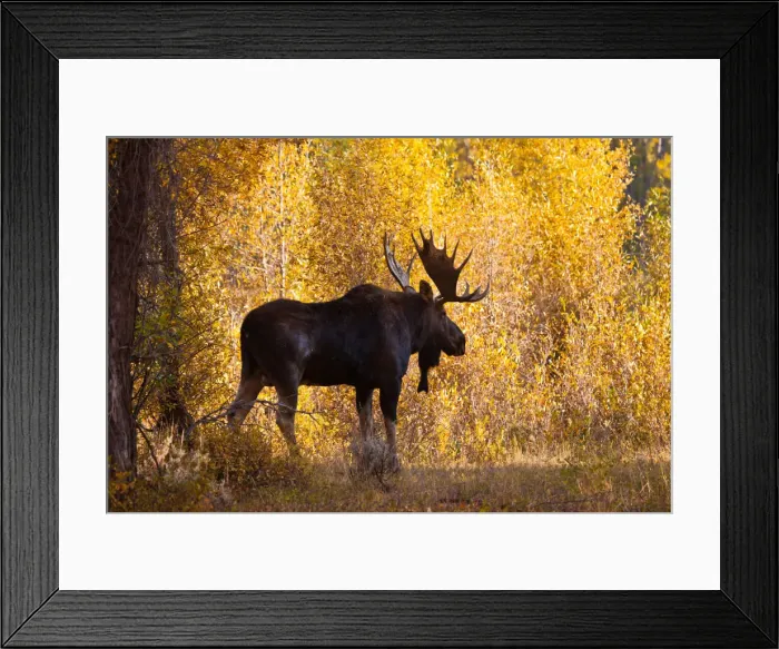Framed Print : DDE-90039762 Framed Print : DDE-90039762