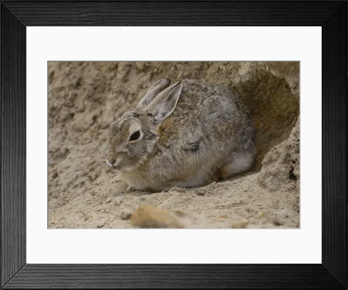 Framed Print : DDE-90039770 Framed Print : DDE-90039770
