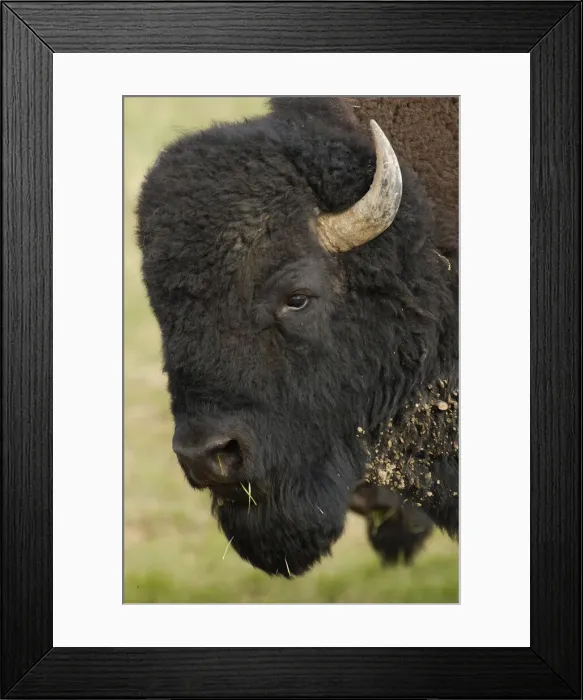 Framed Print : DDE-90039771