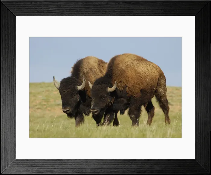Framed Print : DDE-90039772 Framed Print : DDE-90039772