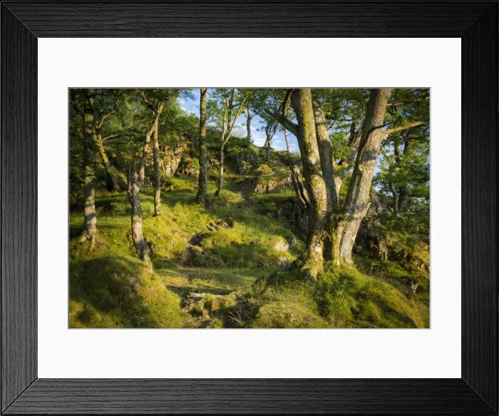 Framed Print : DDE-90182206