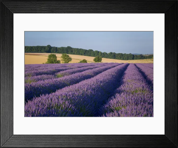 Framed Print : DDE-90182224 Framed Print : DDE-90182224