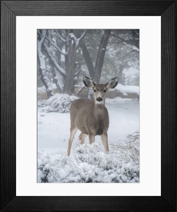 Framed Print : DDE-90200091 Framed Print : DDE-90200091