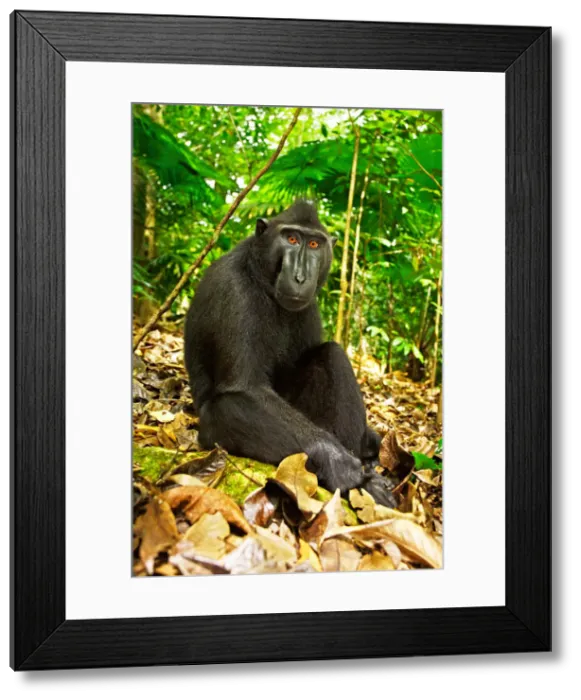 Framed Print : DDE-90200094 Framed Print : DDE-90200094