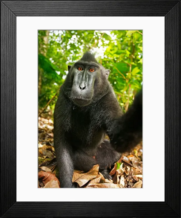 Framed Print : DDE-90200095 Framed Print : DDE-90200095