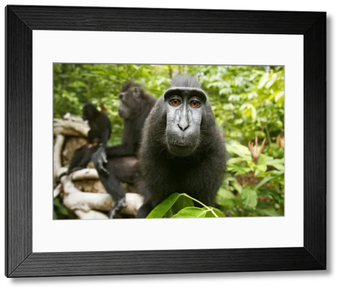 Framed Print : DDE-90200096 Framed Print : DDE-90200096