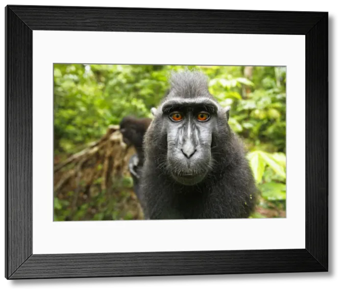 Framed Print : DDE-90200097 Framed Print : DDE-90200097