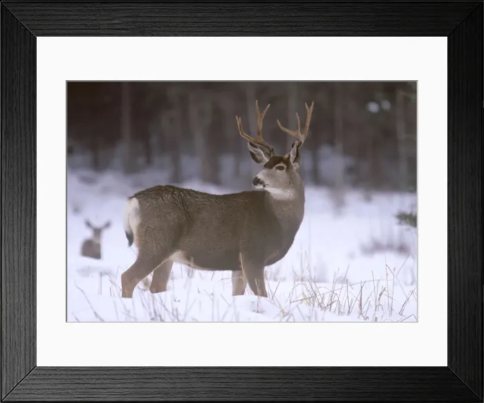 Framed Print : DDE-90200099 Framed Print : DDE-90200099