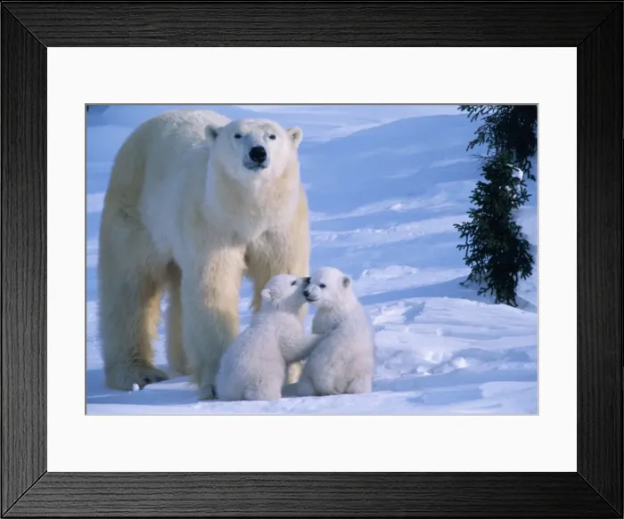 Framed Print : DDE-90200098 Framed Print : DDE-90200098