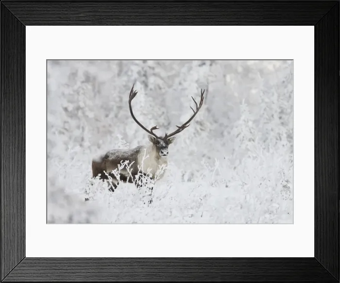 Framed Print : DDE-90200100 Framed Print : DDE-90200100