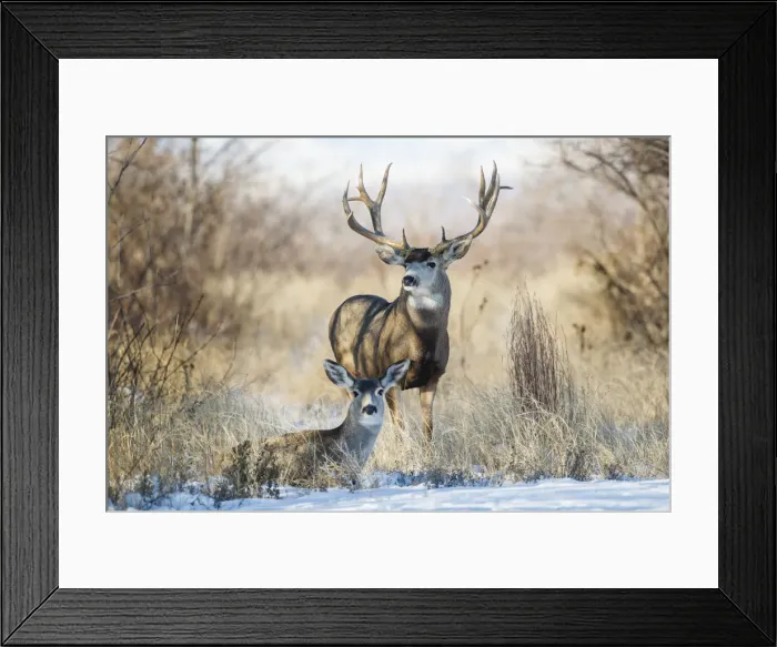 Framed Print : DDE-90200102