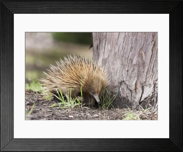 Framed Print : DDE-90204660 Framed Print : DDE-90204660
