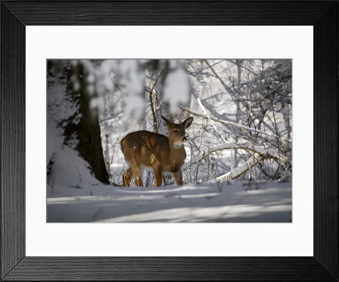Framed Print : DDE-90200103 Framed Print : DDE-90200103
