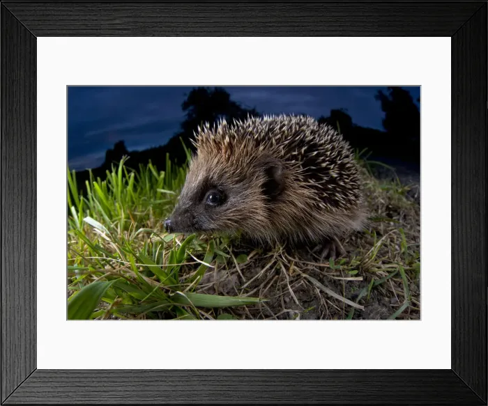Framed Print : DDE-90204662 Framed Print : DDE-90204662