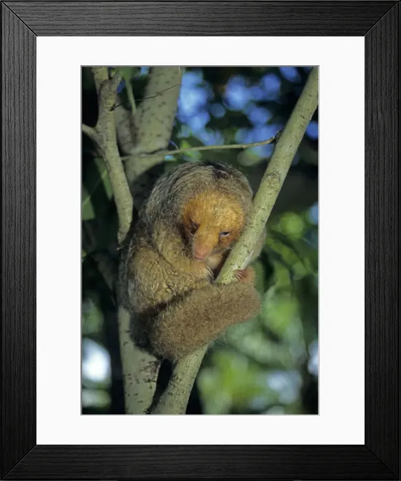 Framed Print : DDE-90204663 Framed Print : DDE-90204663