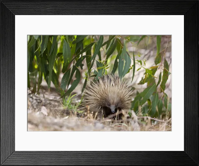 Framed Print : DDE-90204661 Framed Print : DDE-90204661