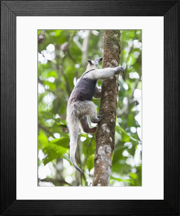 Framed Print : DDE-90204666 Framed Print : DDE-90204666