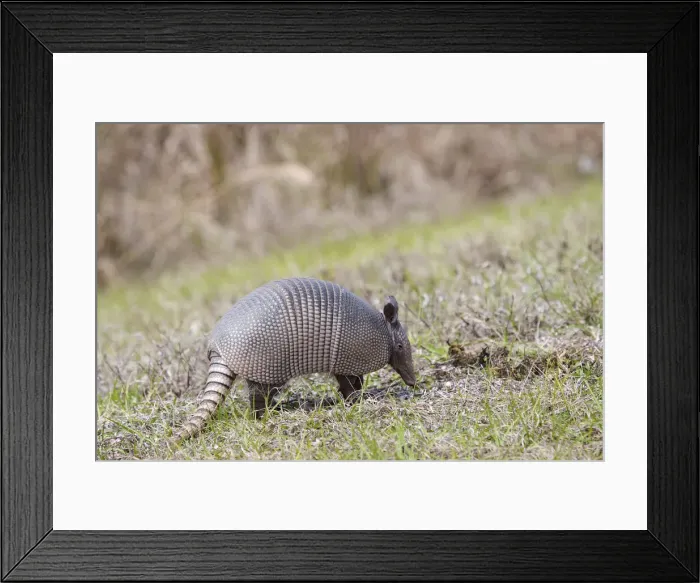 Framed Print : DDE-90204667 Framed Print : DDE-90204667