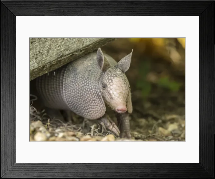 Framed Print : DDE-90204668 Framed Print : DDE-90204668