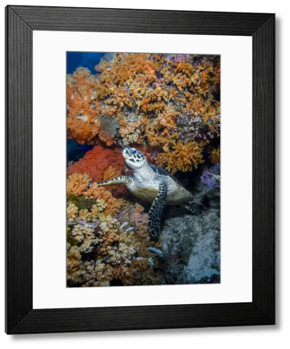 Framed Print : DDE-90212323 Framed Print : DDE-90212323