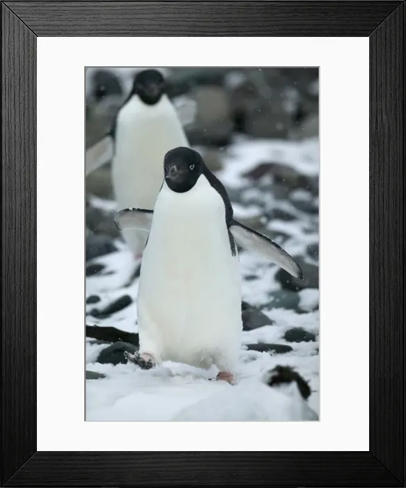 Framed Print : DDE-90212325 Framed Print : DDE-90212325
