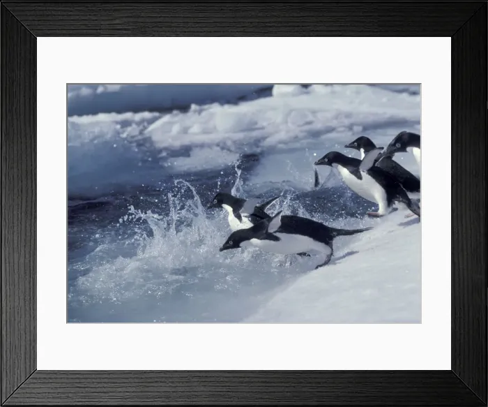 Framed Print : DDE-90212324 Framed Print : DDE-90212324