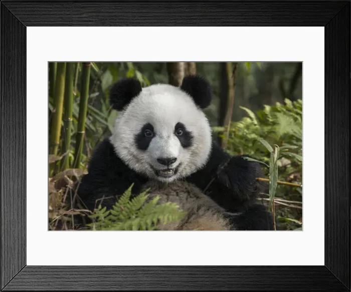 Framed Print : DDE-90212327 Framed Print : DDE-90212327