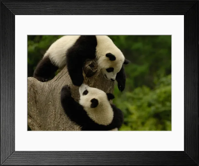 Framed Print : DDE-90212329 Framed Print : DDE-90212329