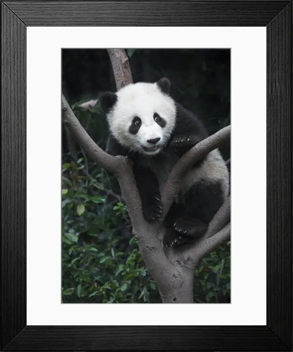 Framed Print : DDE-90212328 Framed Print : DDE-90212328