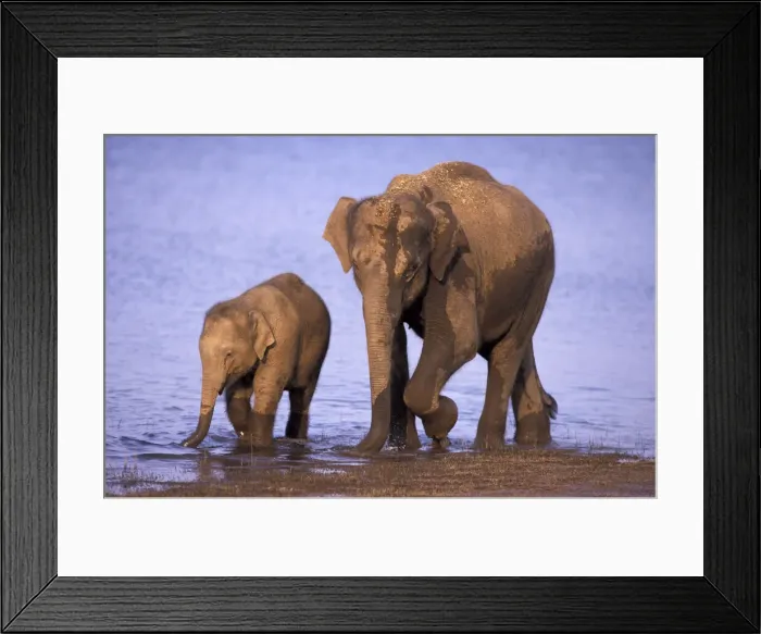 Framed Print : DDE-90212330 Framed Print : DDE-90212330