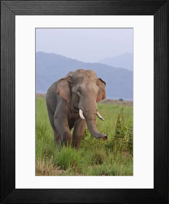 Framed Print : DDE-90212335 Framed Print : DDE-90212335