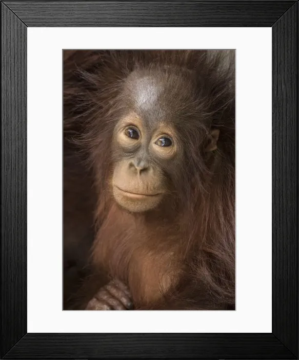 Framed Print : DDE-90212340