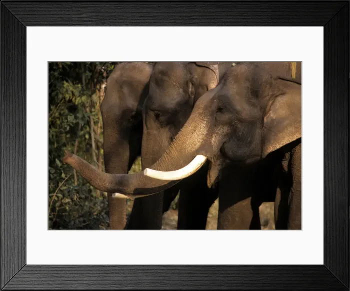 Framed Print : DDE-90212342 Framed Print : DDE-90212342