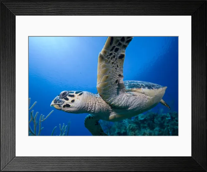 Framed Print : DDE-90212343 Framed Print : DDE-90212343