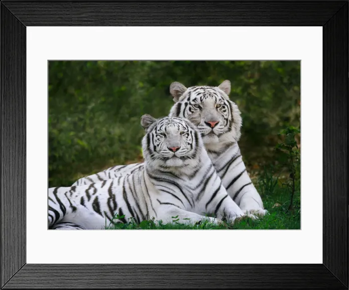 Framed Print : DDE-90212344