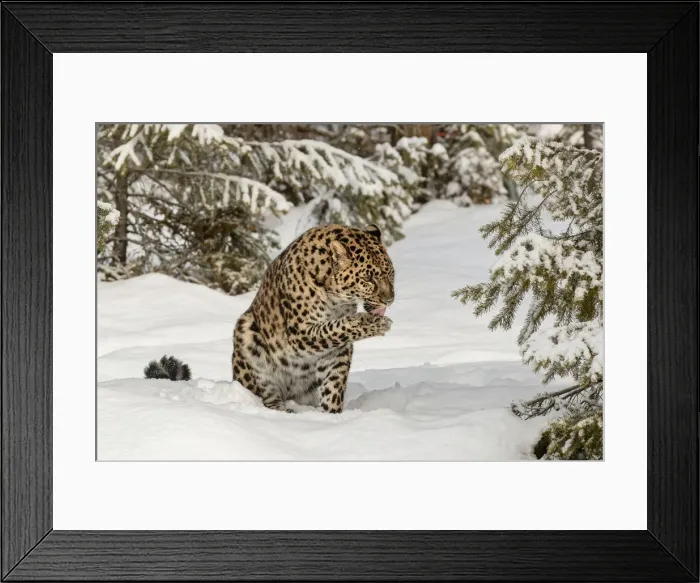 Framed Print : DDE-90212345