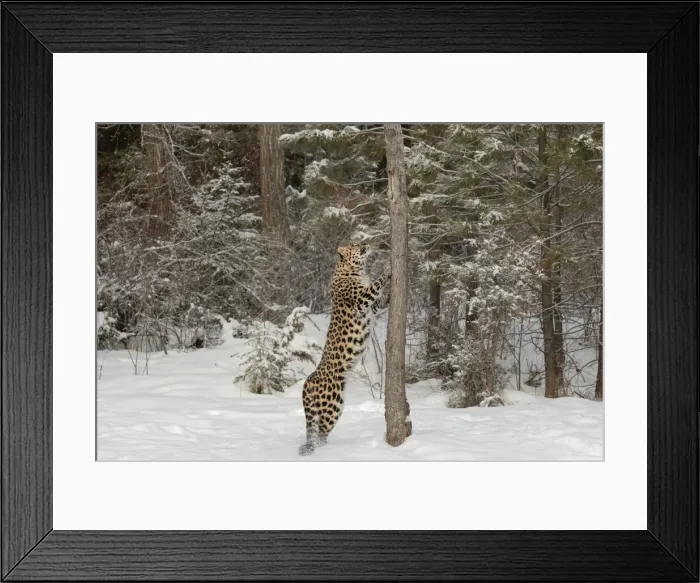 Framed Print : DDE-90212346 Framed Print : DDE-90212346