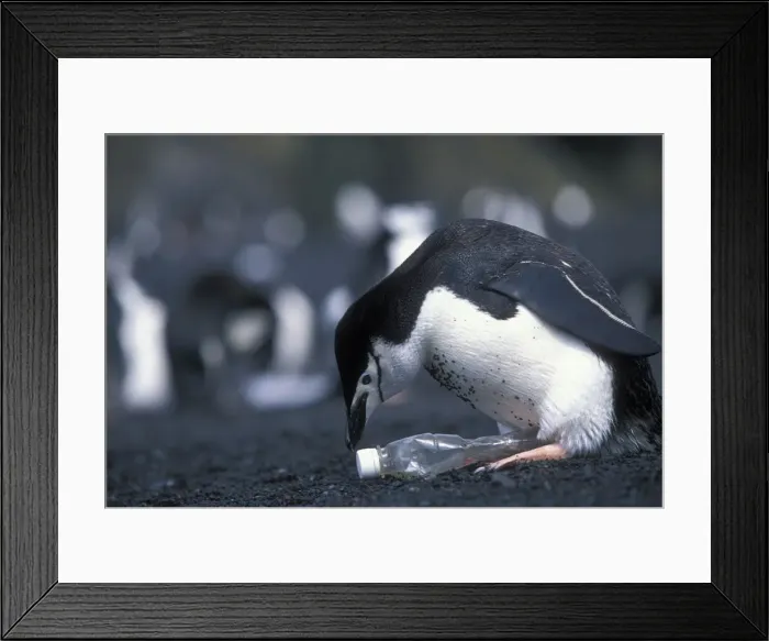 Framed Print : DDE-90215858 Framed Print : DDE-90215858