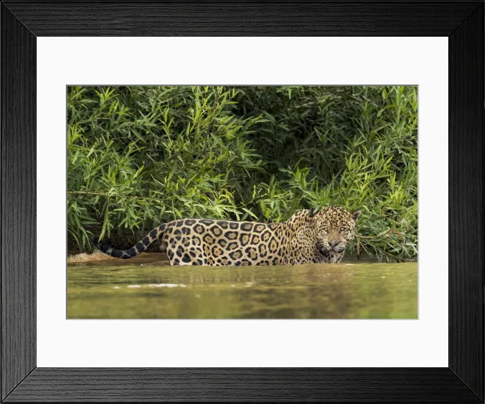 Framed Print : DDE-90212348