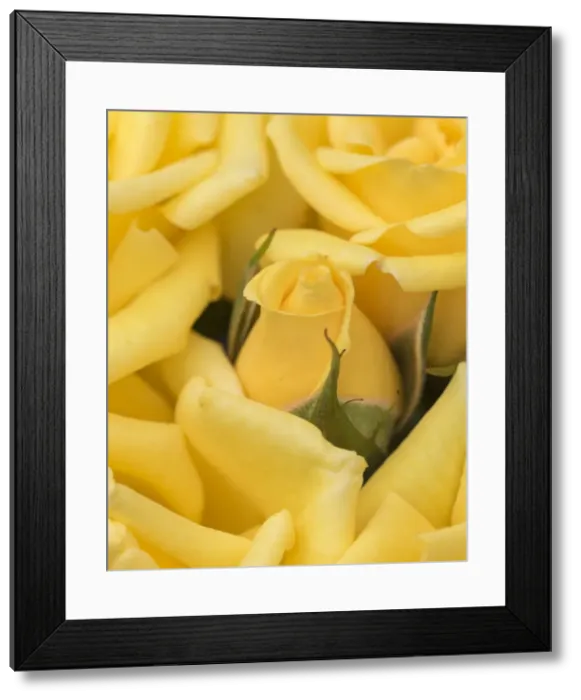 Framed Print : DDE-90223726 Framed Print : DDE-90223726