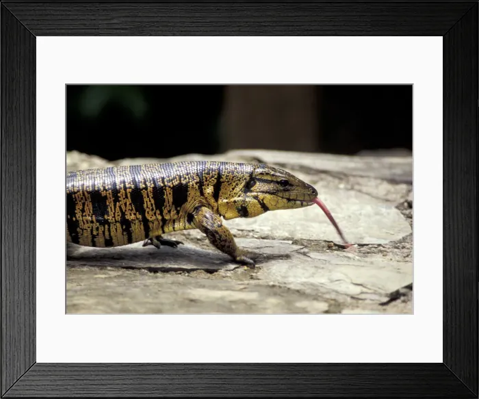 Framed Print : DDE-90237294 Framed Print : DDE-90237294