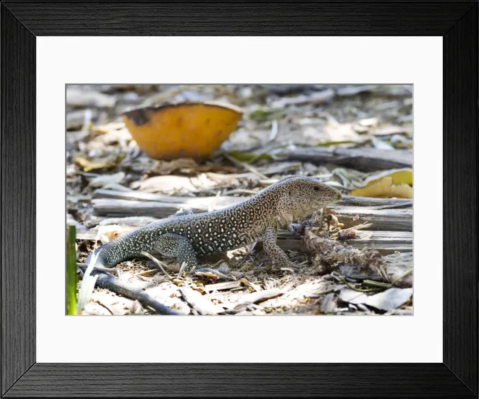 Framed Print : DDE-90237295 Framed Print : DDE-90237295