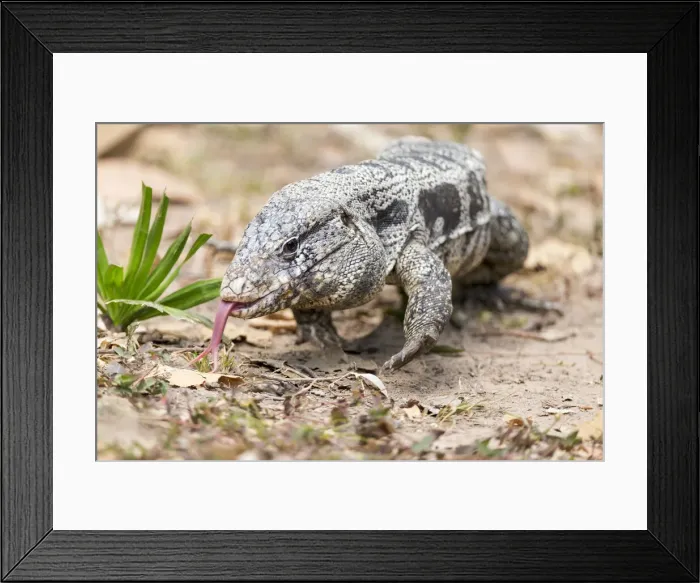 Framed Print : DDE-90237296 Framed Print : DDE-90237296