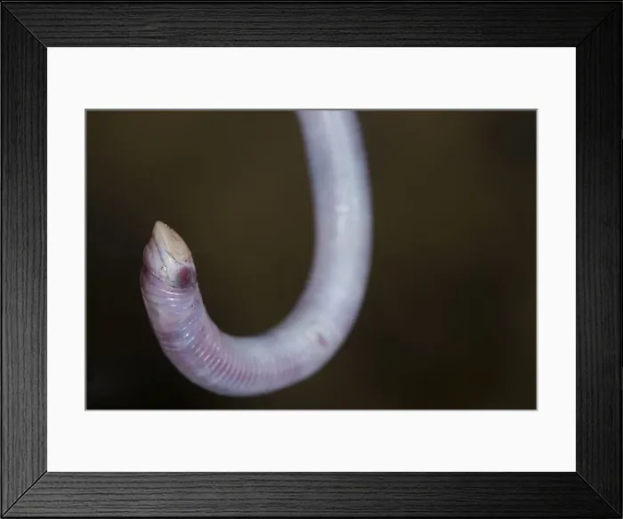 Framed Print : DDE-90237299