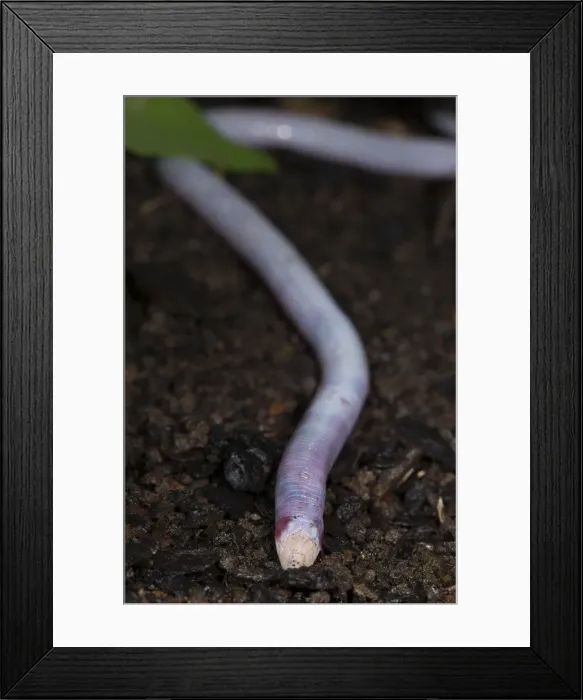 Framed Print : DDE-90237298 Framed Print : DDE-90237298