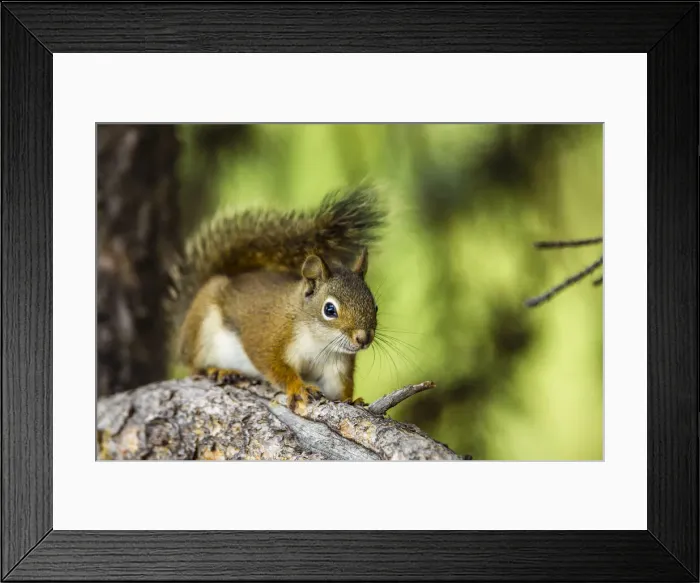 Framed Print : DDE-90244680
