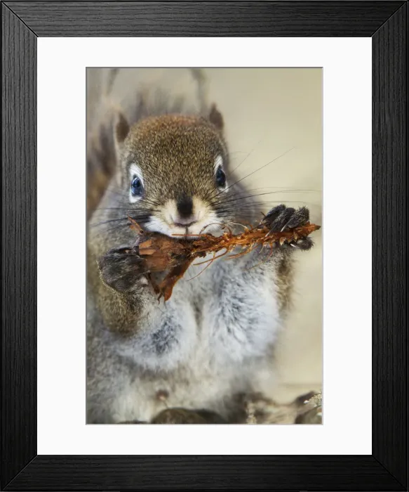 Framed Print : DDE-90244681