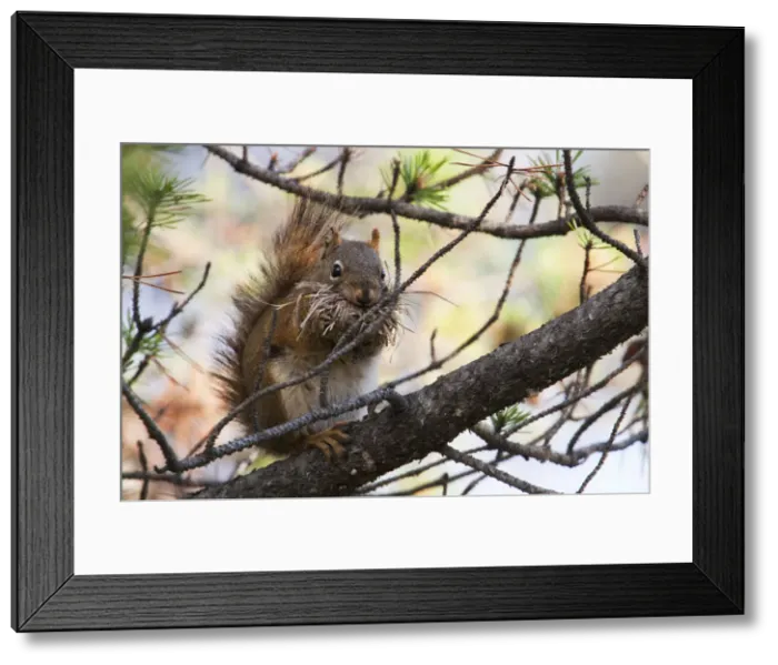 Framed Print : DDE-90244684 Framed Print : DDE-90244684